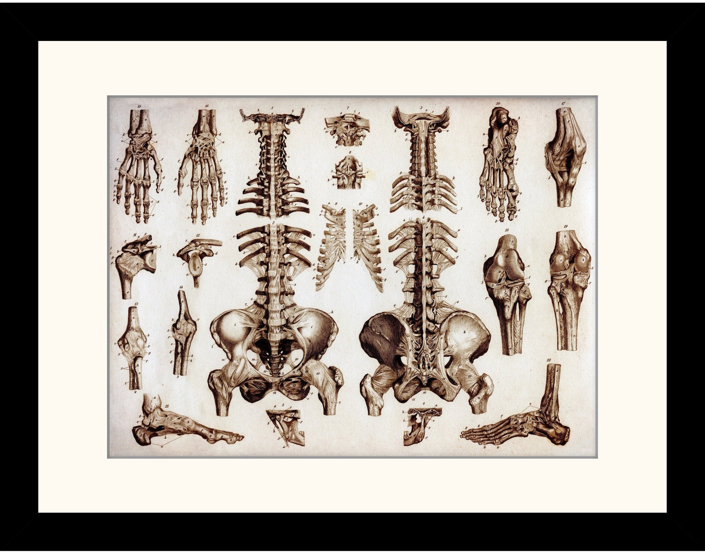 Osteology Bones Print