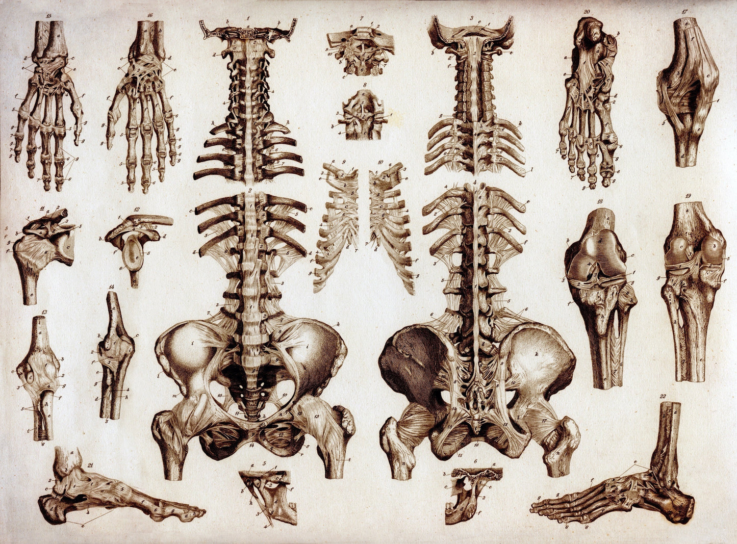 Osteology Bones Print