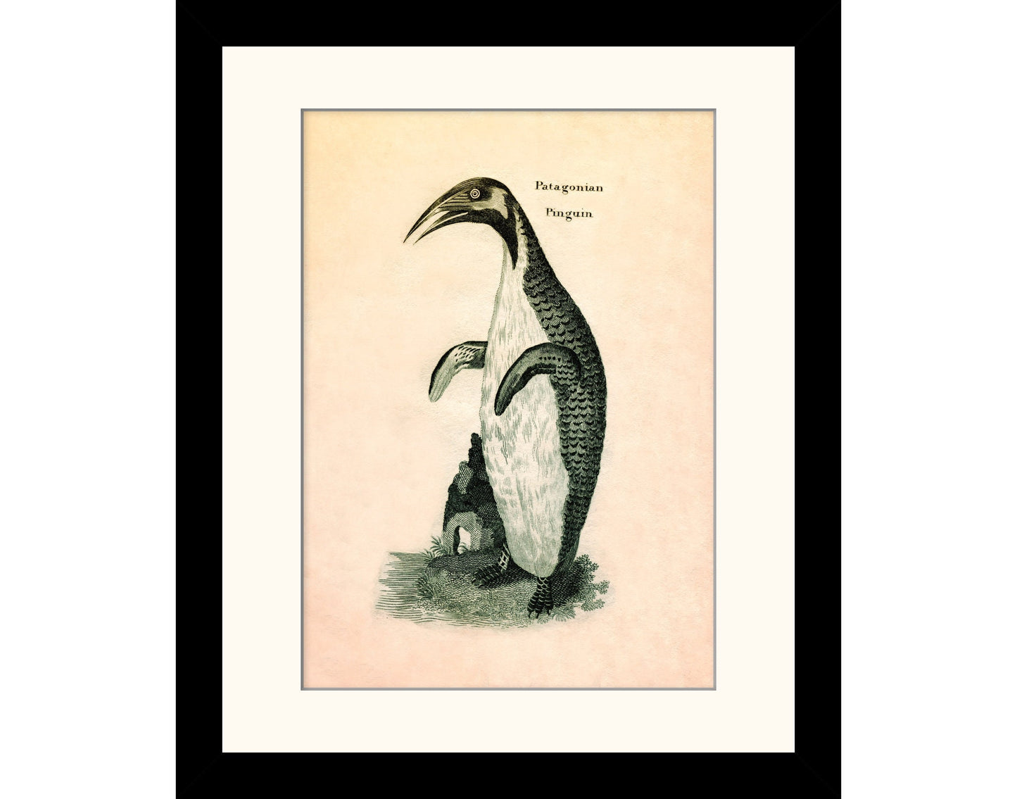 Patagonian Pinguin Print