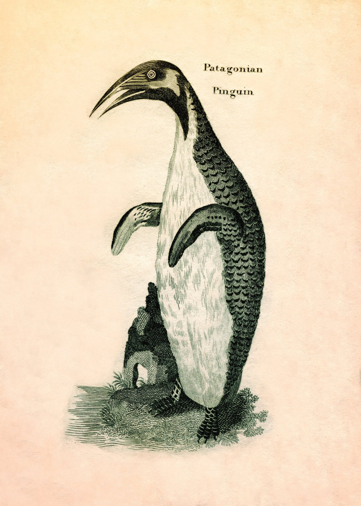 Patagonian Pinguin Print