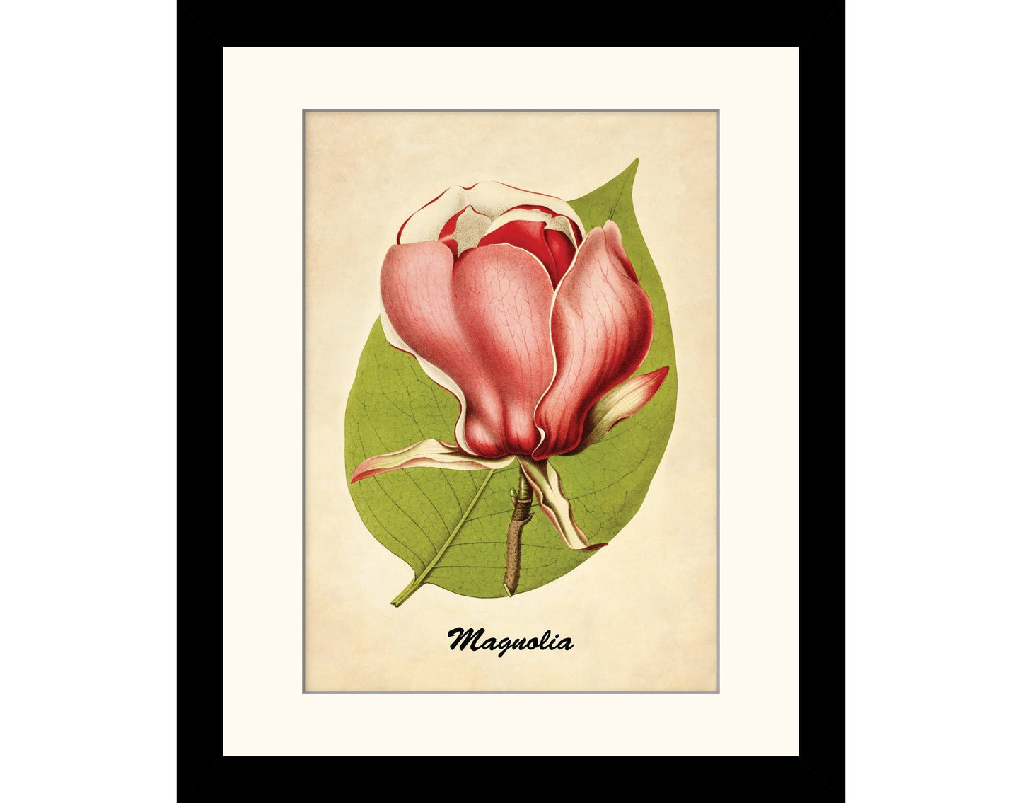 Magnolia Print