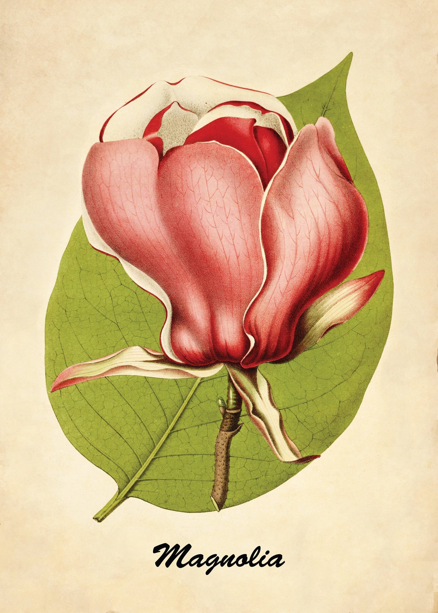 Magnolia Print