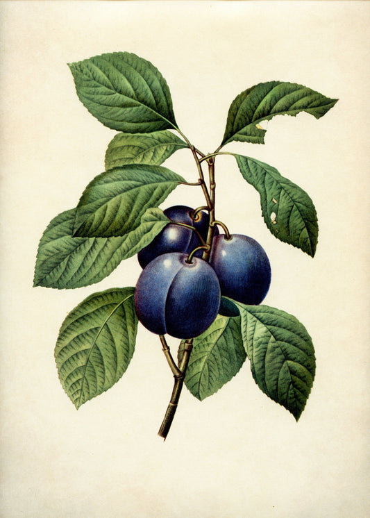 Plums Print