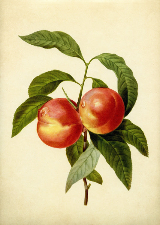 Nectarines Print