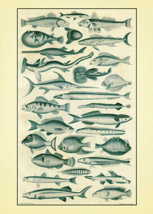 Fish Print