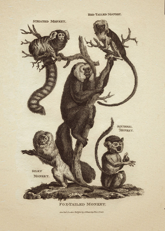 Monkeys Print