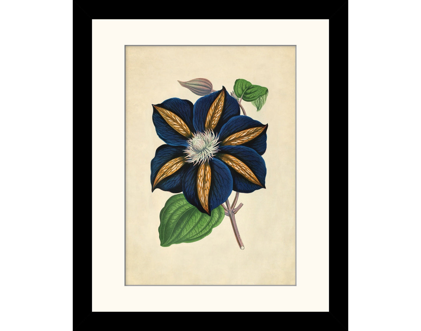 Clematis - Star of India Print