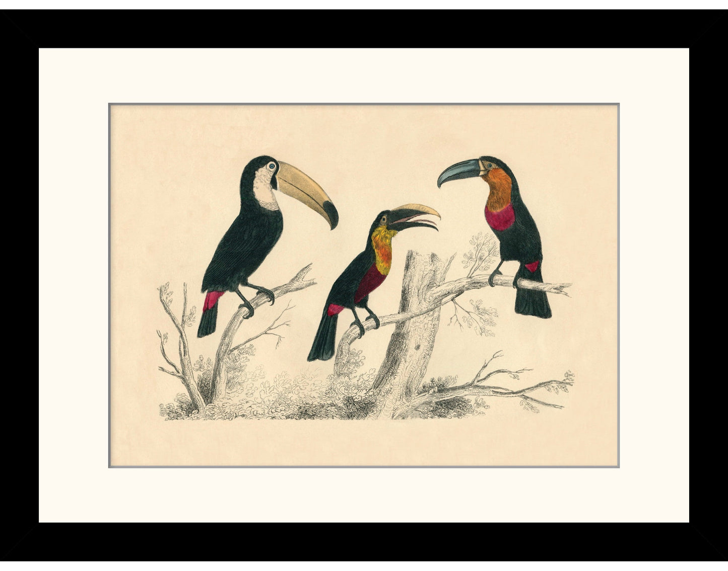 Toucans Print