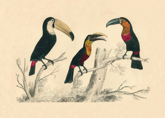 Toucans Print