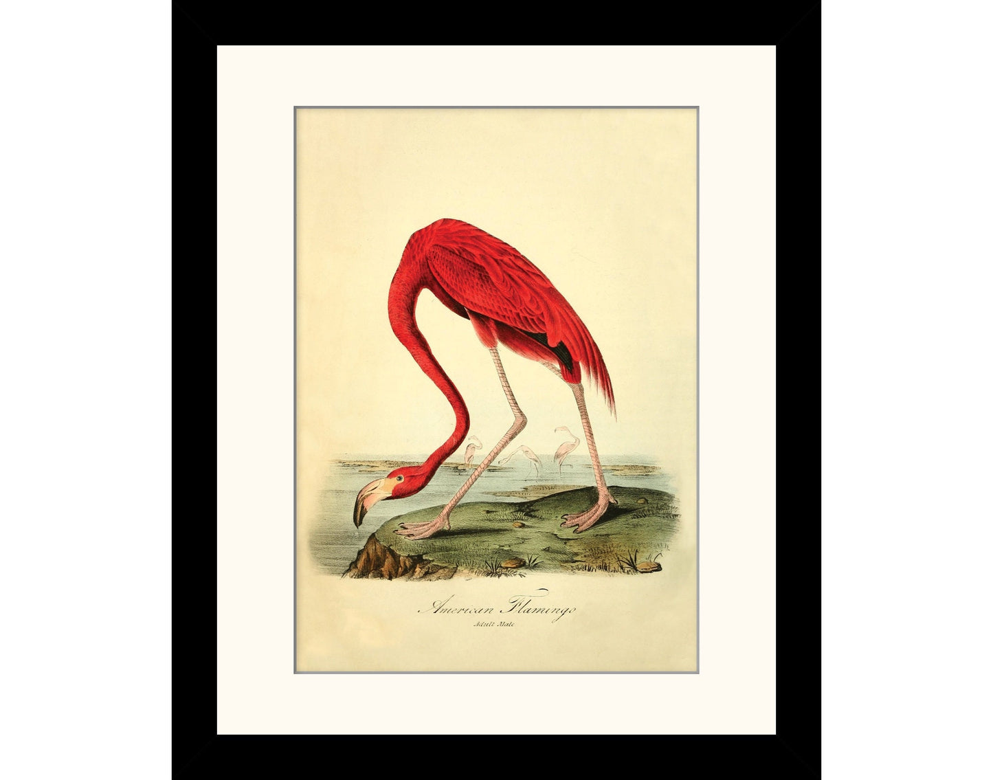 American Flamingo Print