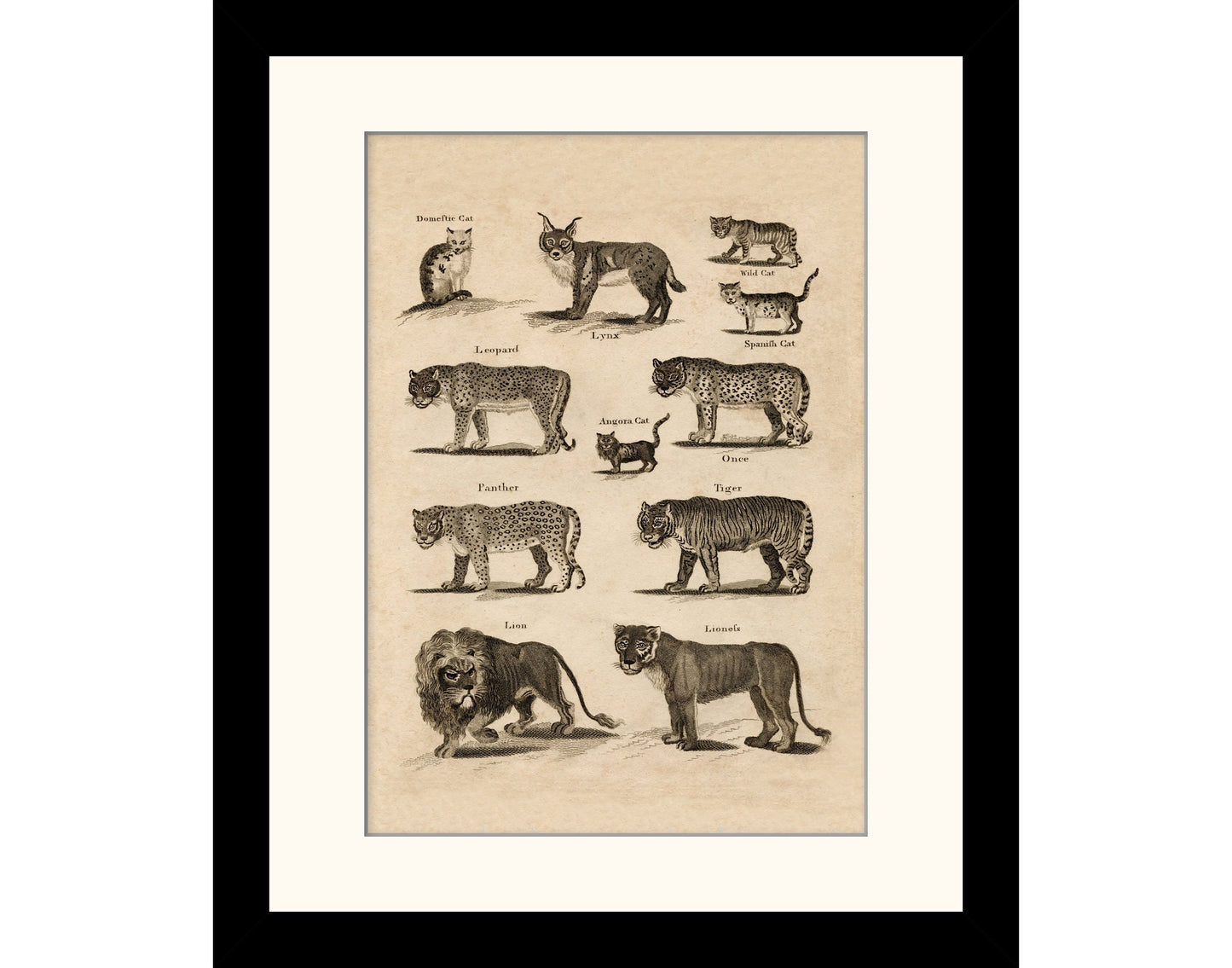 Big Cats Print