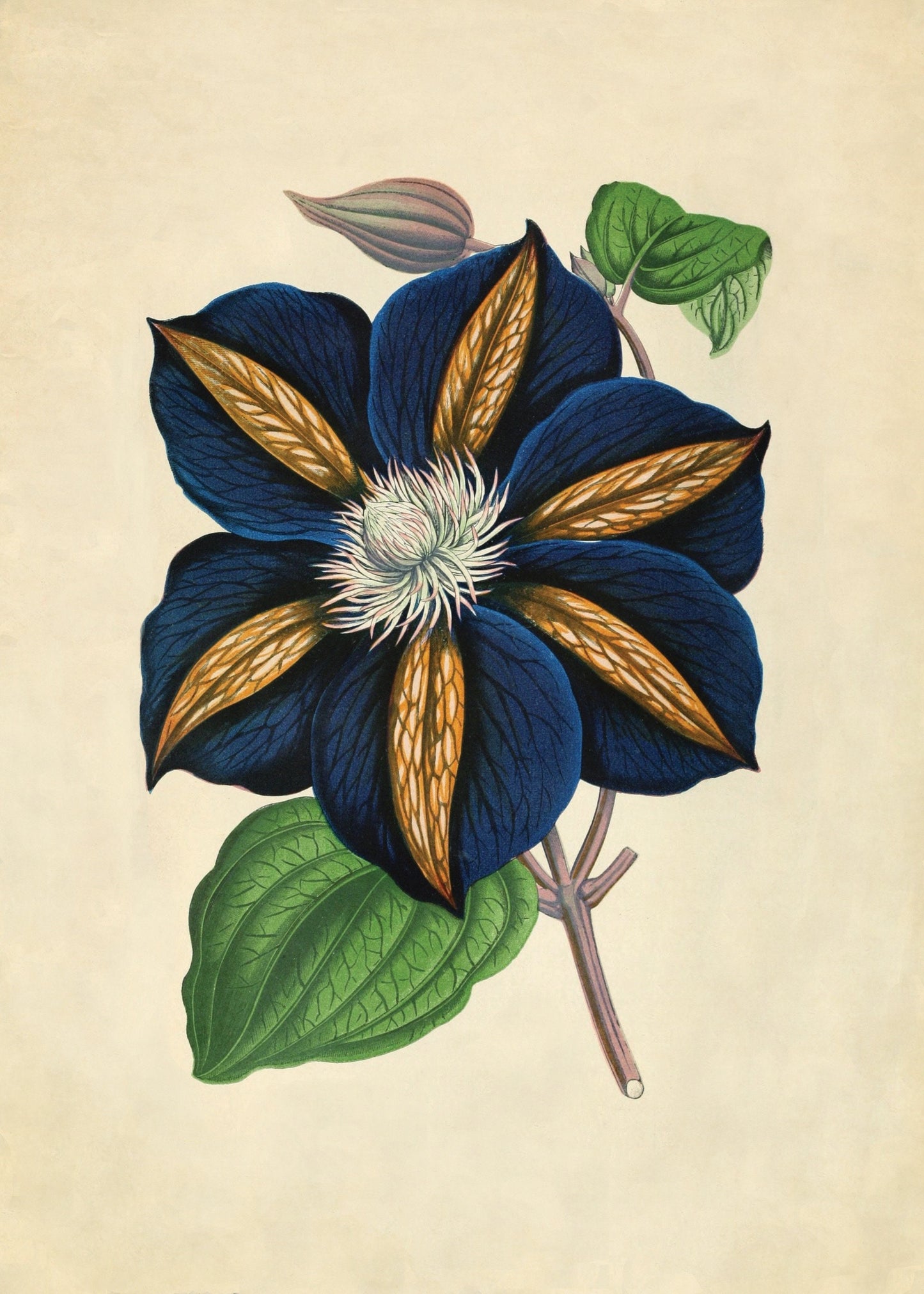 Clematis - Star of India Print