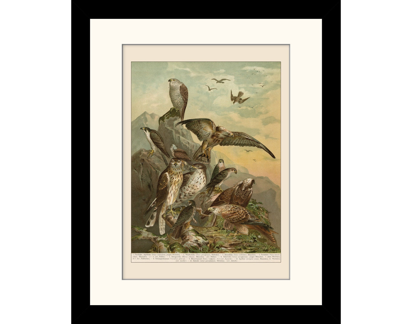 Birds of Prey of Germany Print