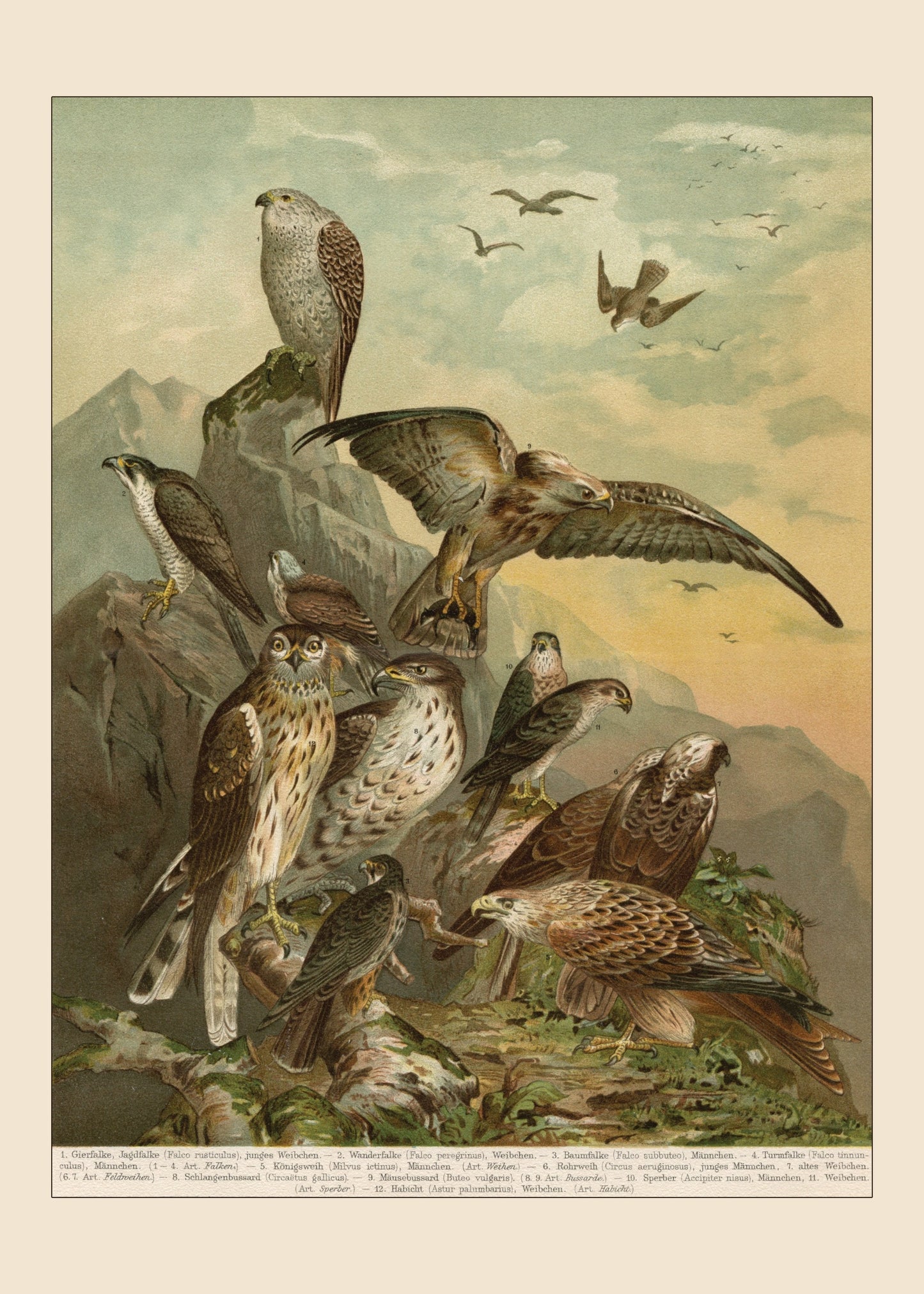 Birds of Prey of Germany Print