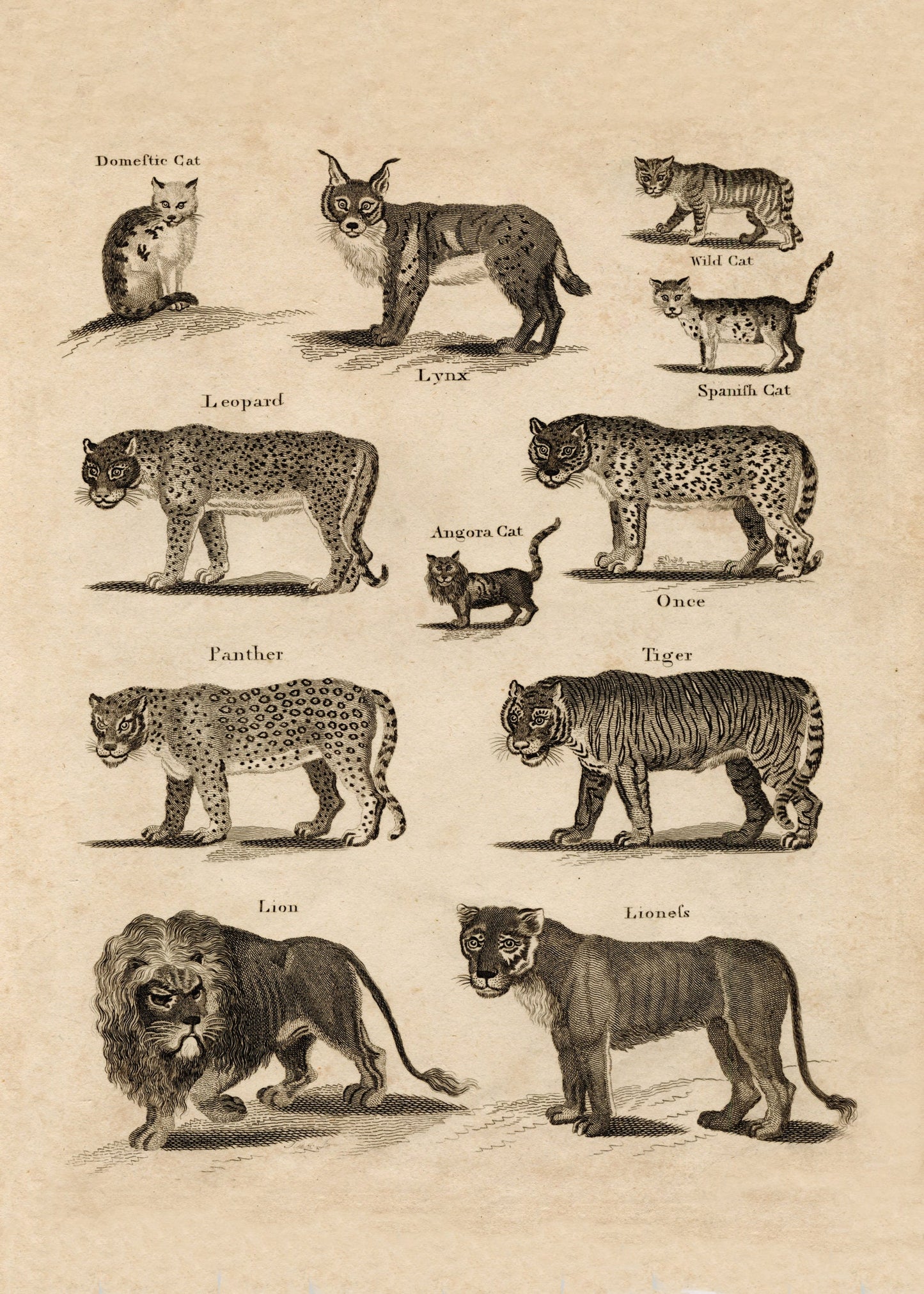 Big Cats Print