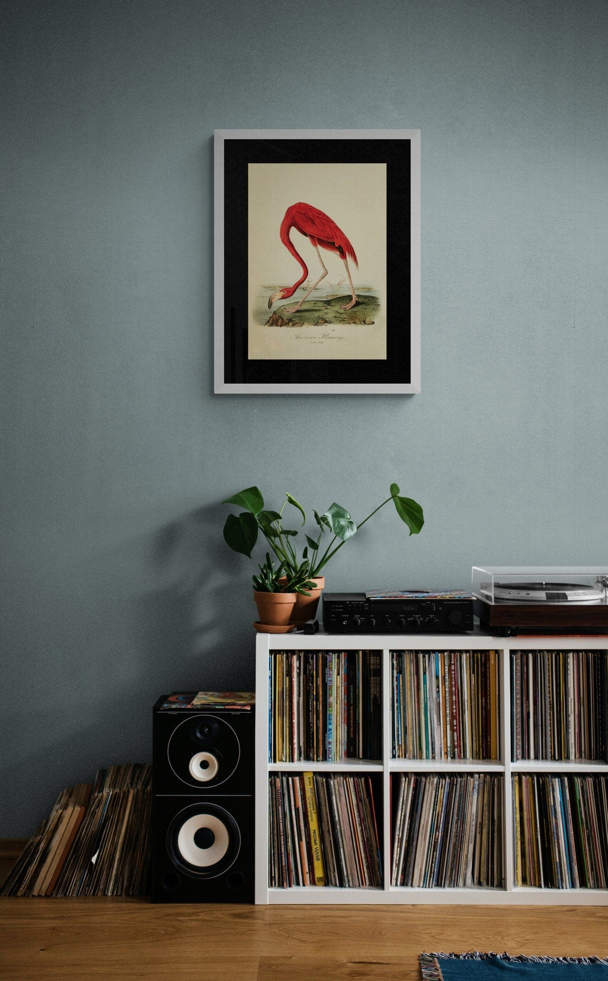 American Flamingo Print