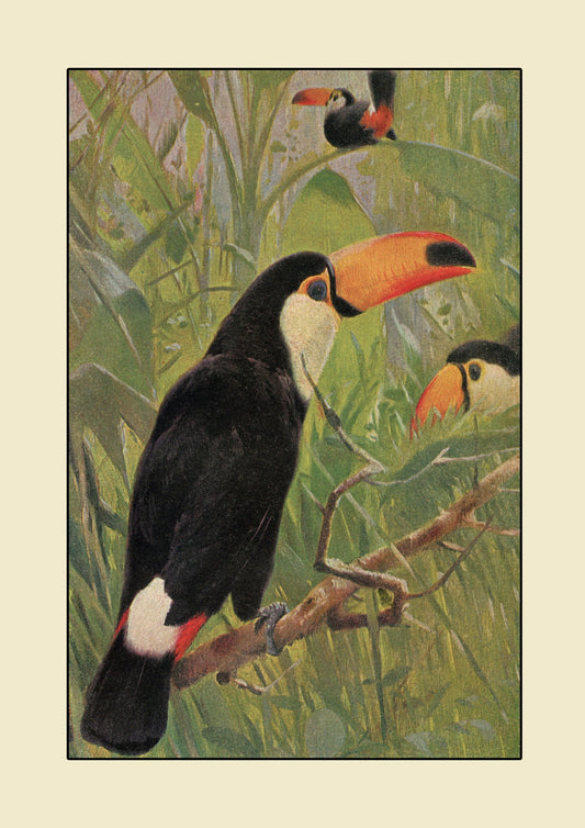 Toucan Print