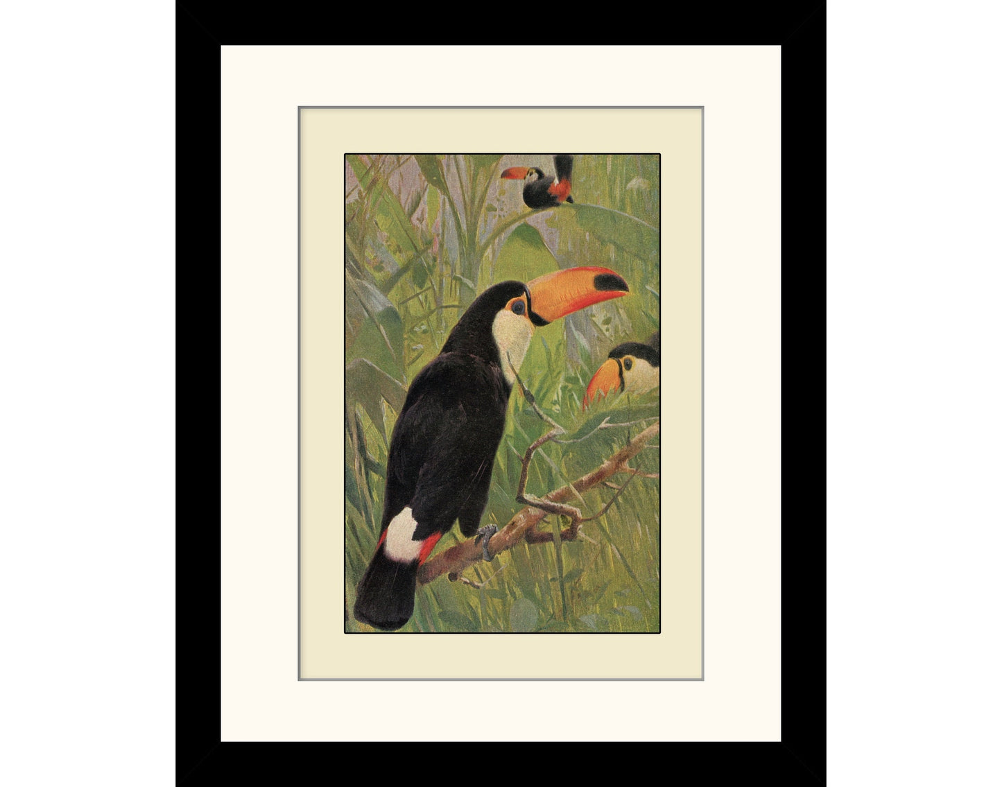 Toucan Print