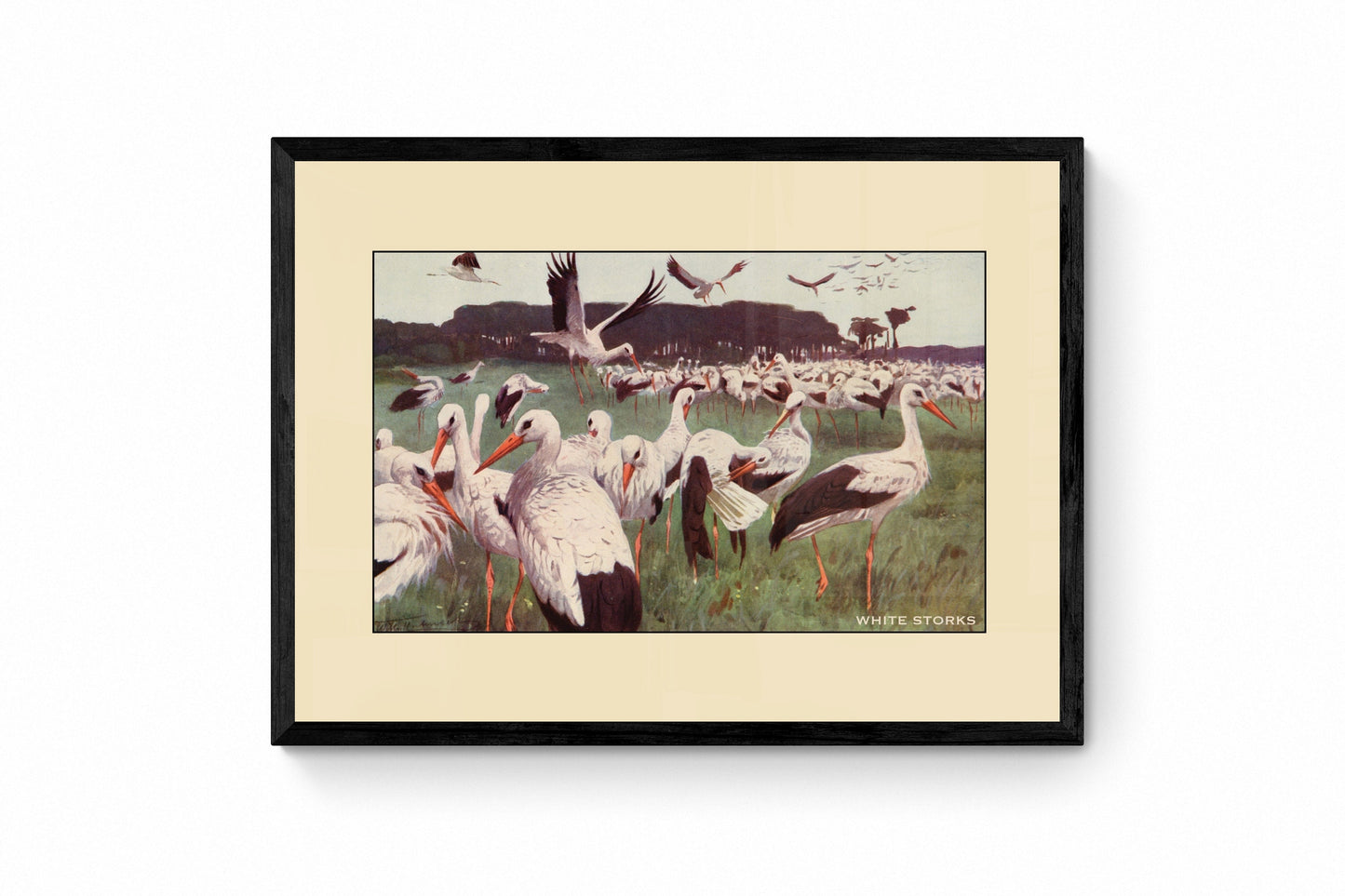 White Storks Print