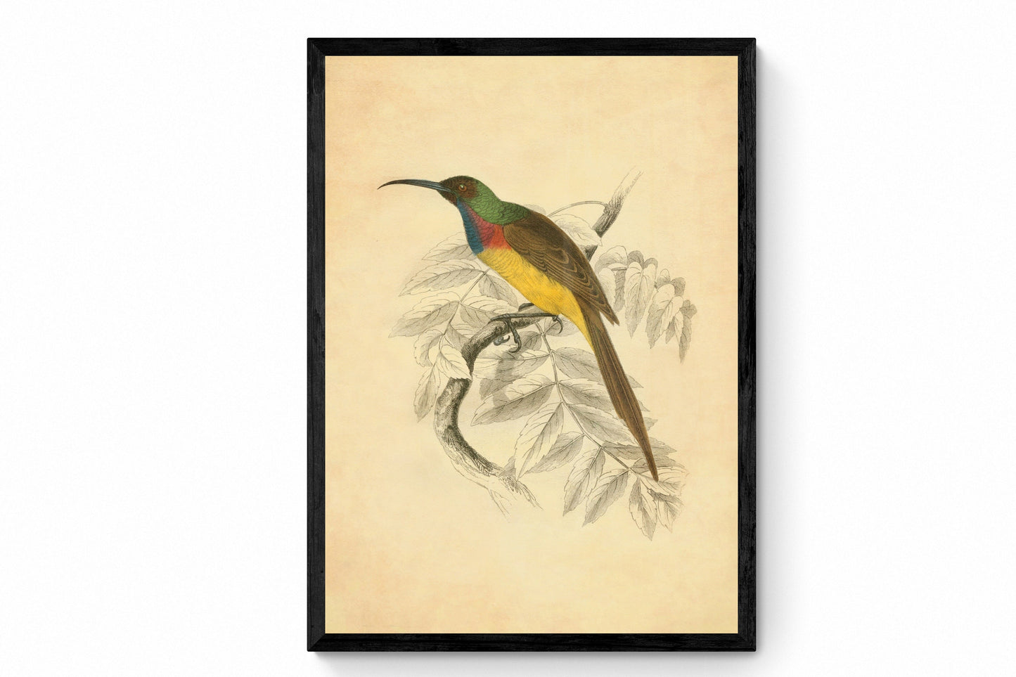 Sunbird Print