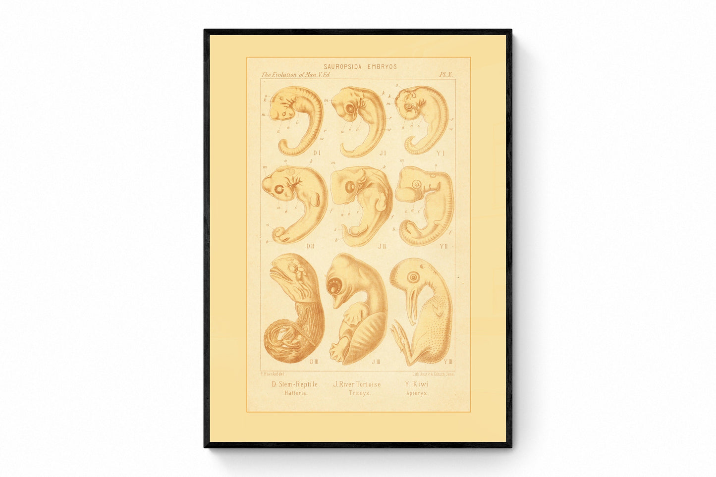 Reptile Embryos Print