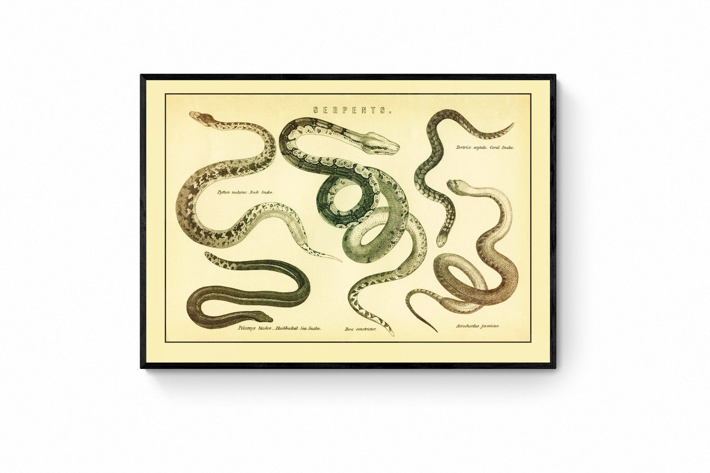 Serpents Print