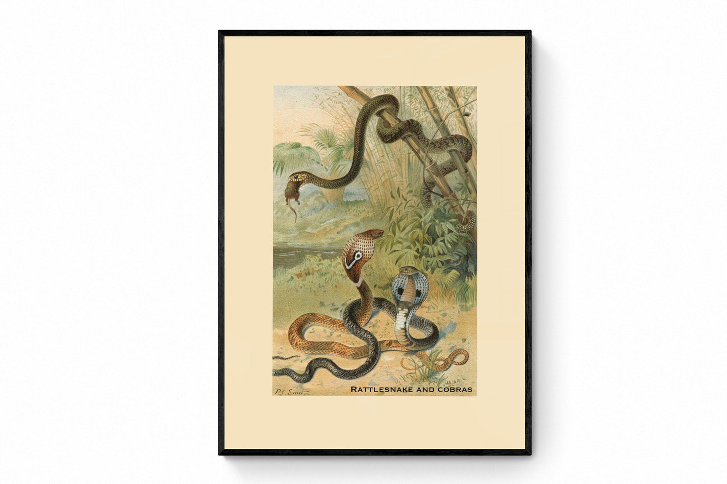 Rattlesnake and Cobras Print