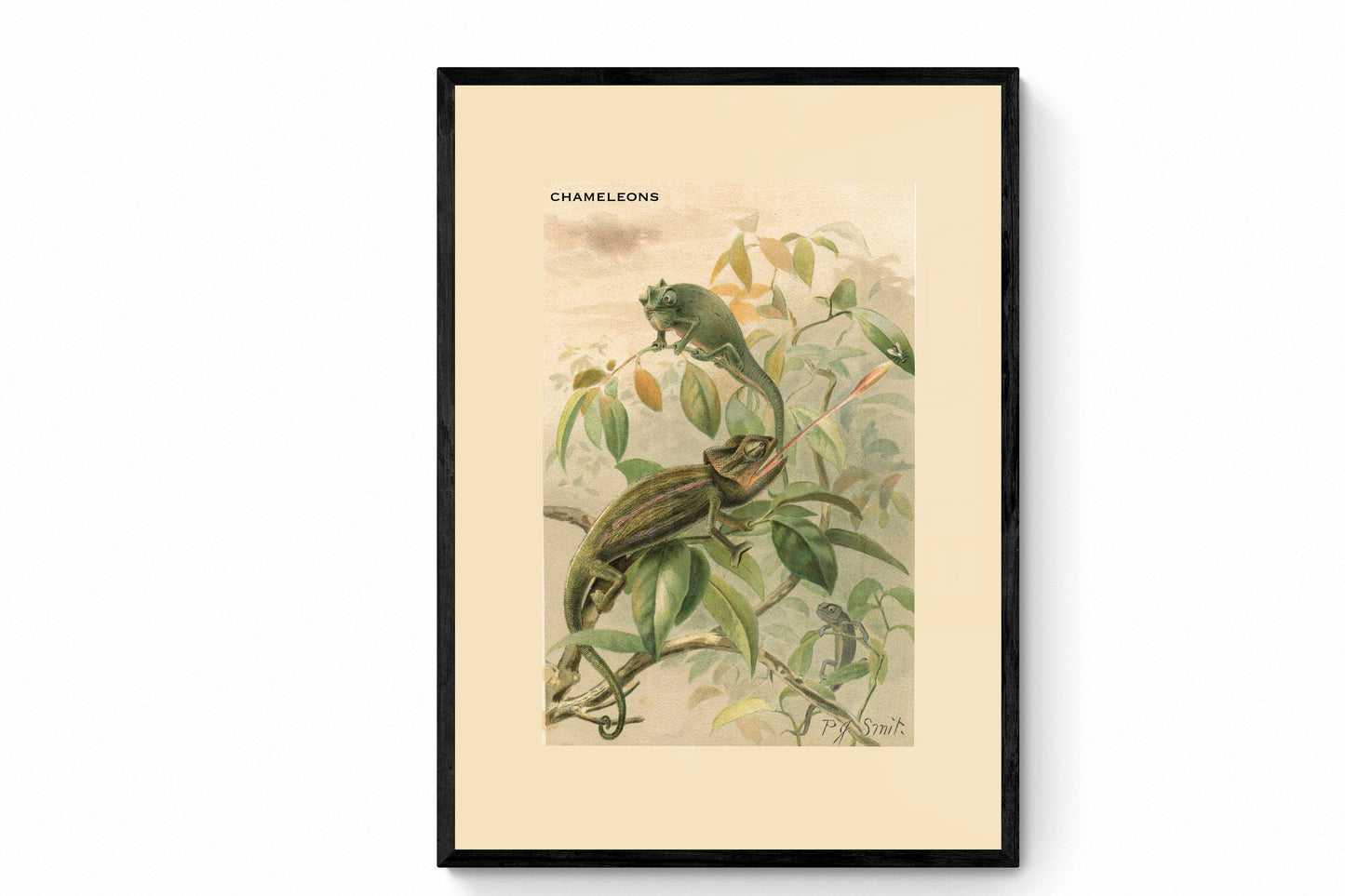 Chameleons Print