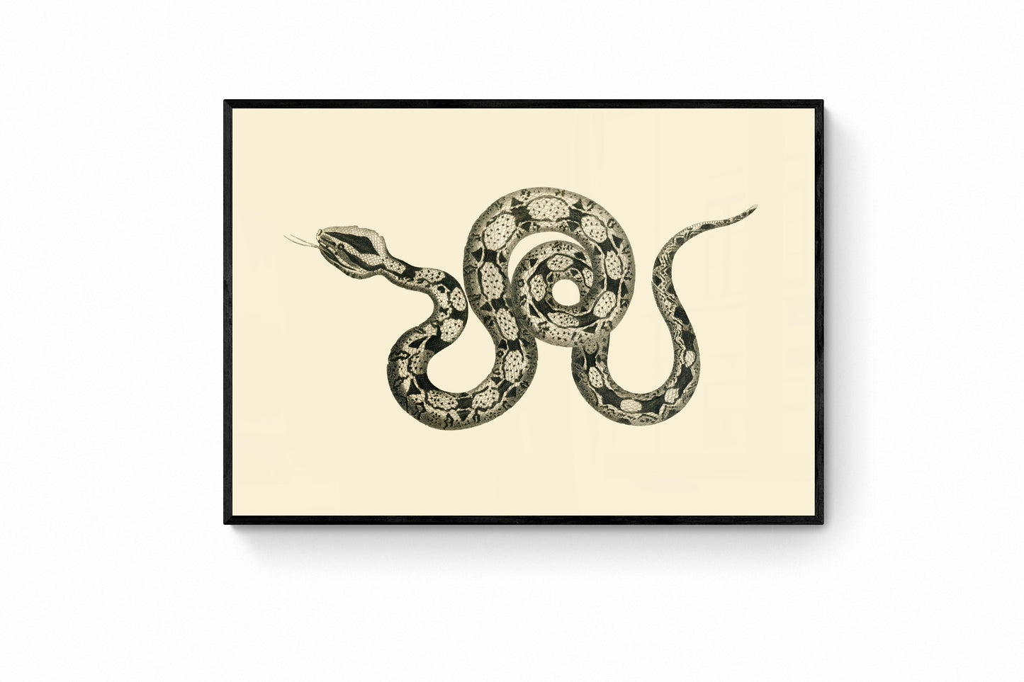 Boa Constrictor Print