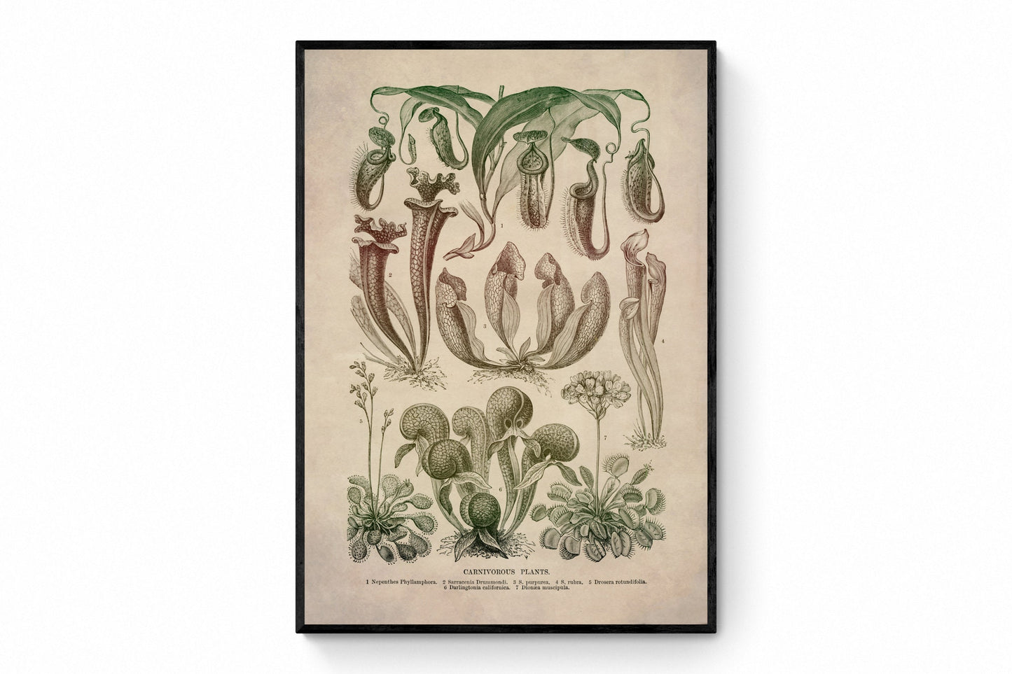 Carnivorous Plants Print - Antique Art Reproduction - Botanical Art - Botany - Vintage Wall Art - Retro Wall Decor - Available Framed