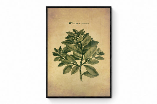 Wintera Aromatica Print