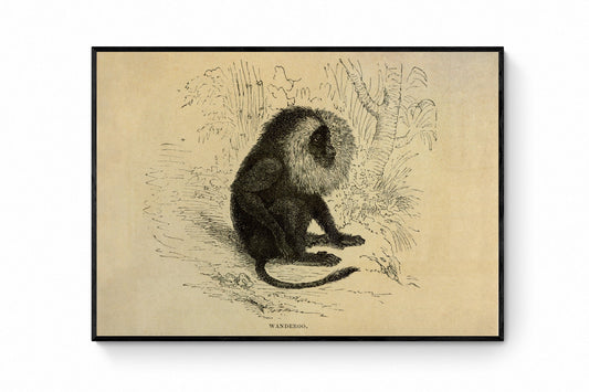 Wanderoo Print - Antique Art Reproduction - Lion-Tailed Macaque - Monkey - Primate - Vintage Wall Art - Retro Wall Decor - Available Framed