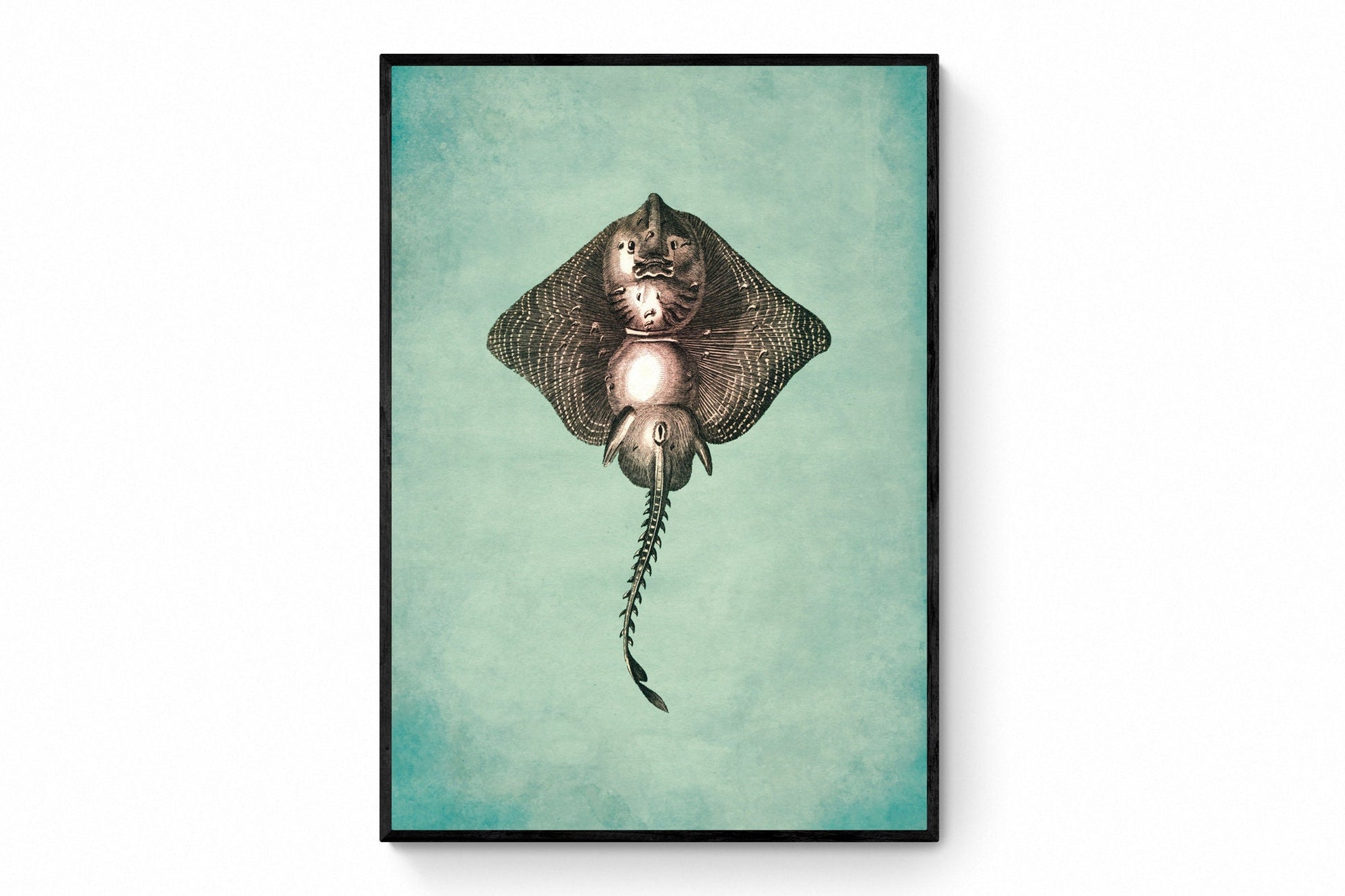 Thornback Ray Print - Antique Art Reproduction - Fish - Nautical Decor - Vintage Wall Art - Retro Wall Decor - Available Framed