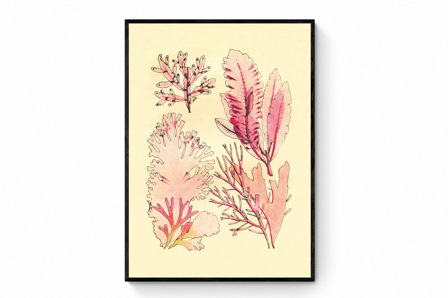 Seaweed Antique Reproduction