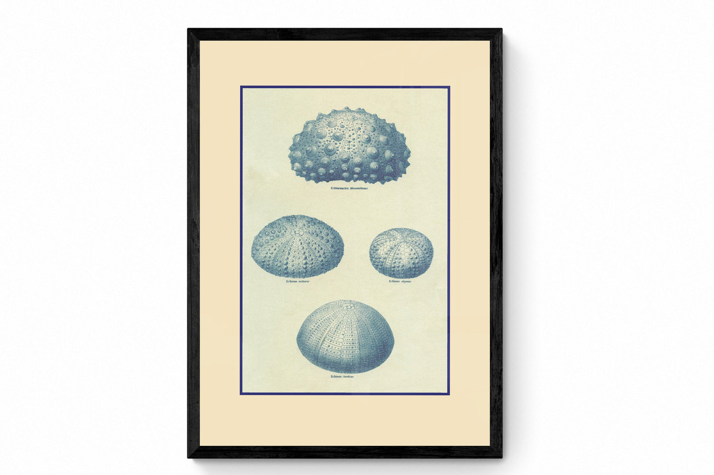 Sea Urchins Print