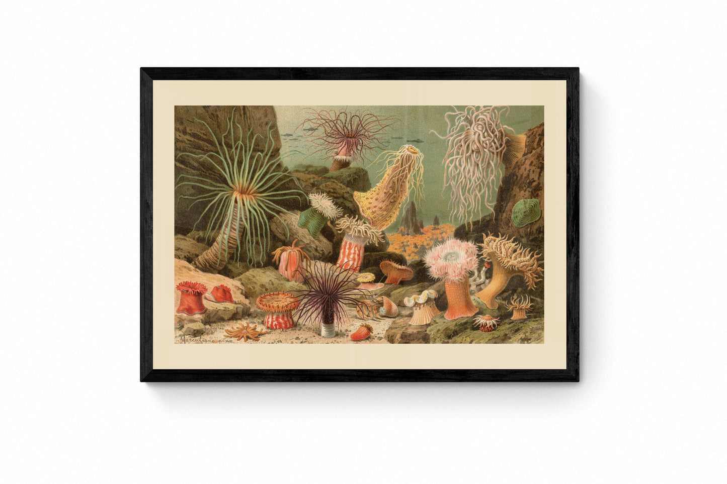 Sea Anemones Print