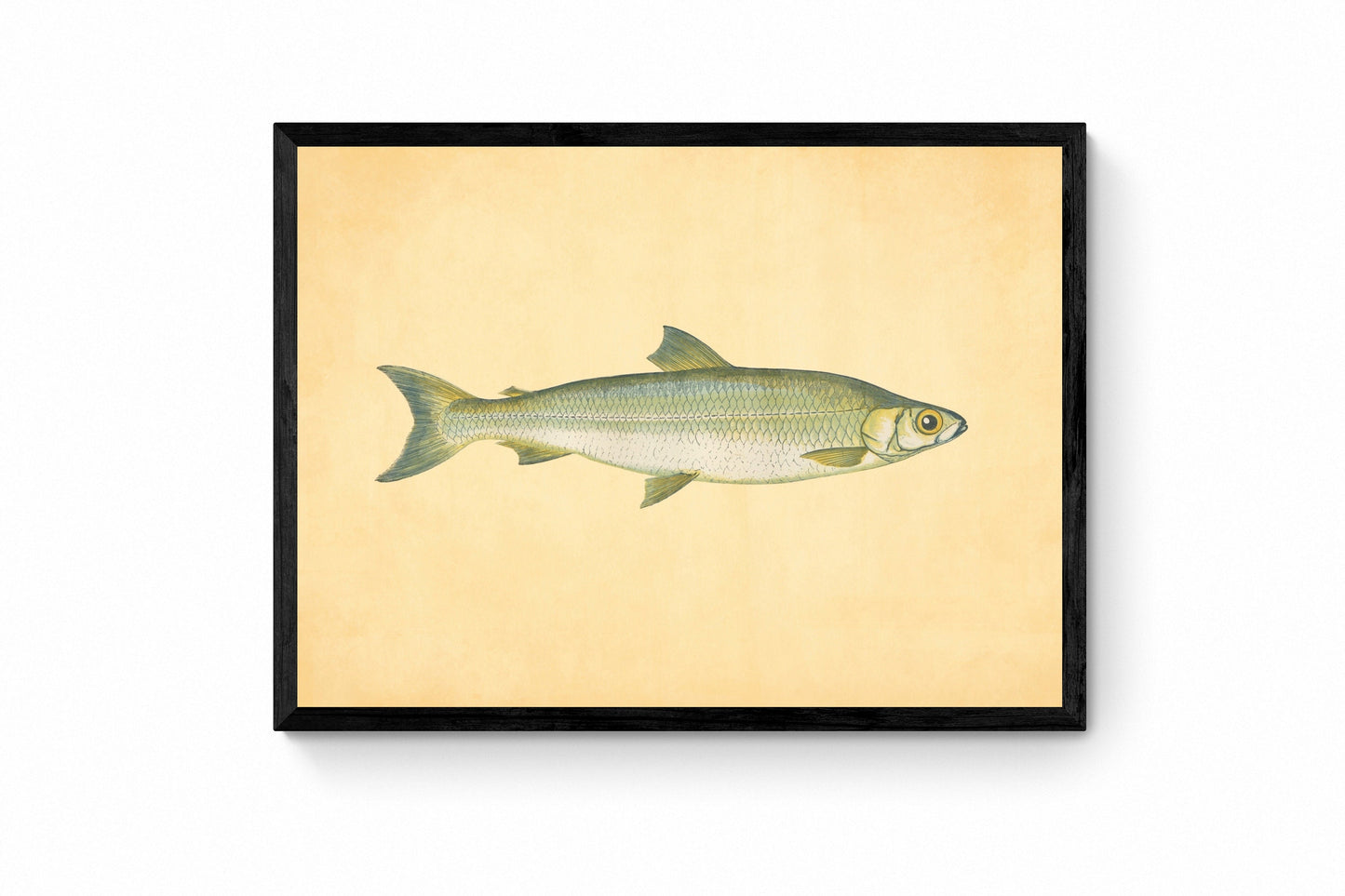 Pollan Fish Print