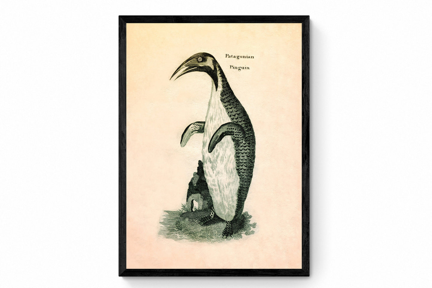 Patagonian Pinguin Print