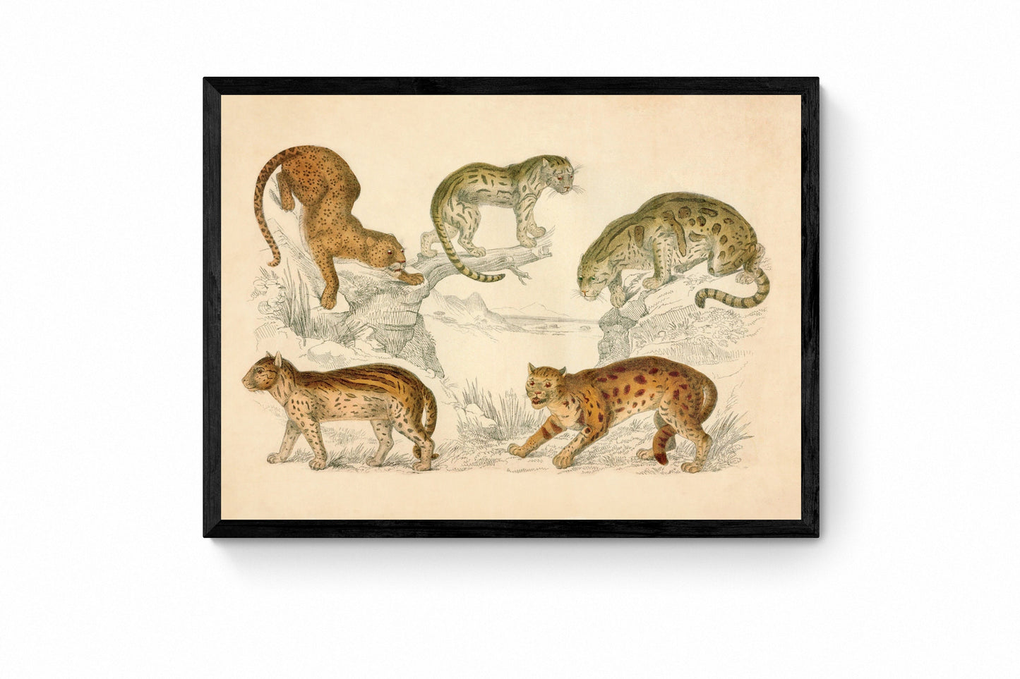 Leopard, Neuwied Cat, Clouded Tiger, Ocelot and Sumatra Cat Print