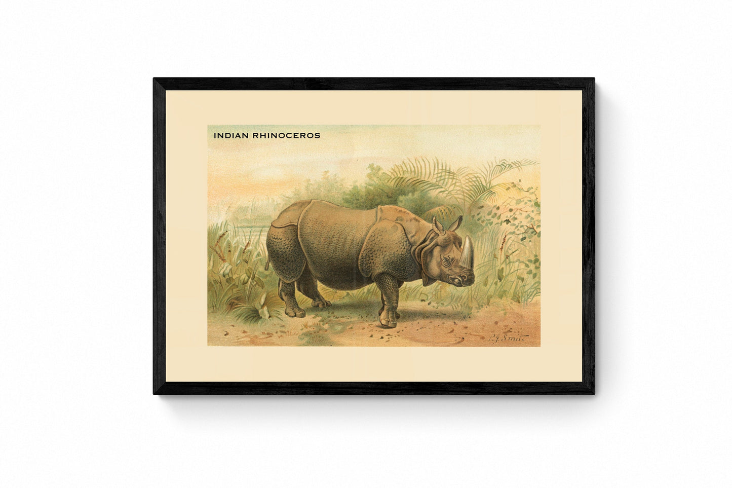 Indian Rhinoceros Print