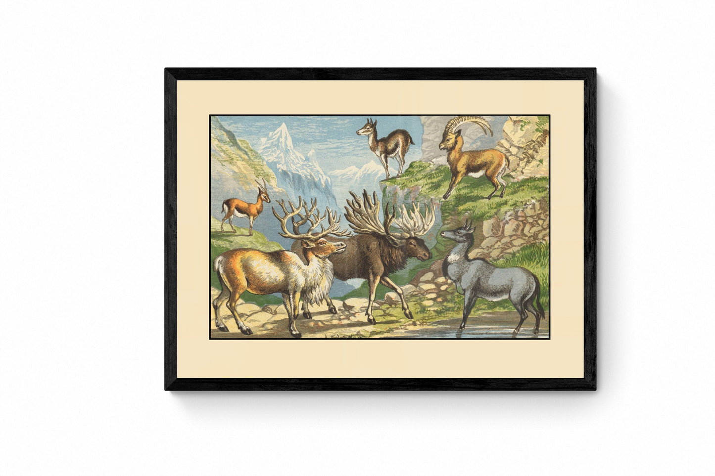 Gazelle, Reindeer, Elk, Chamois, Ibex, Nylghau Print