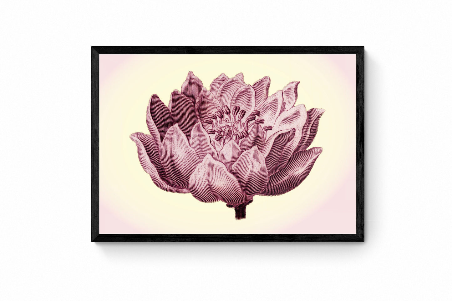 Flower Print - Antique Art Reproduction - Wall Decor - Botanical Art - Botany - Available Framed