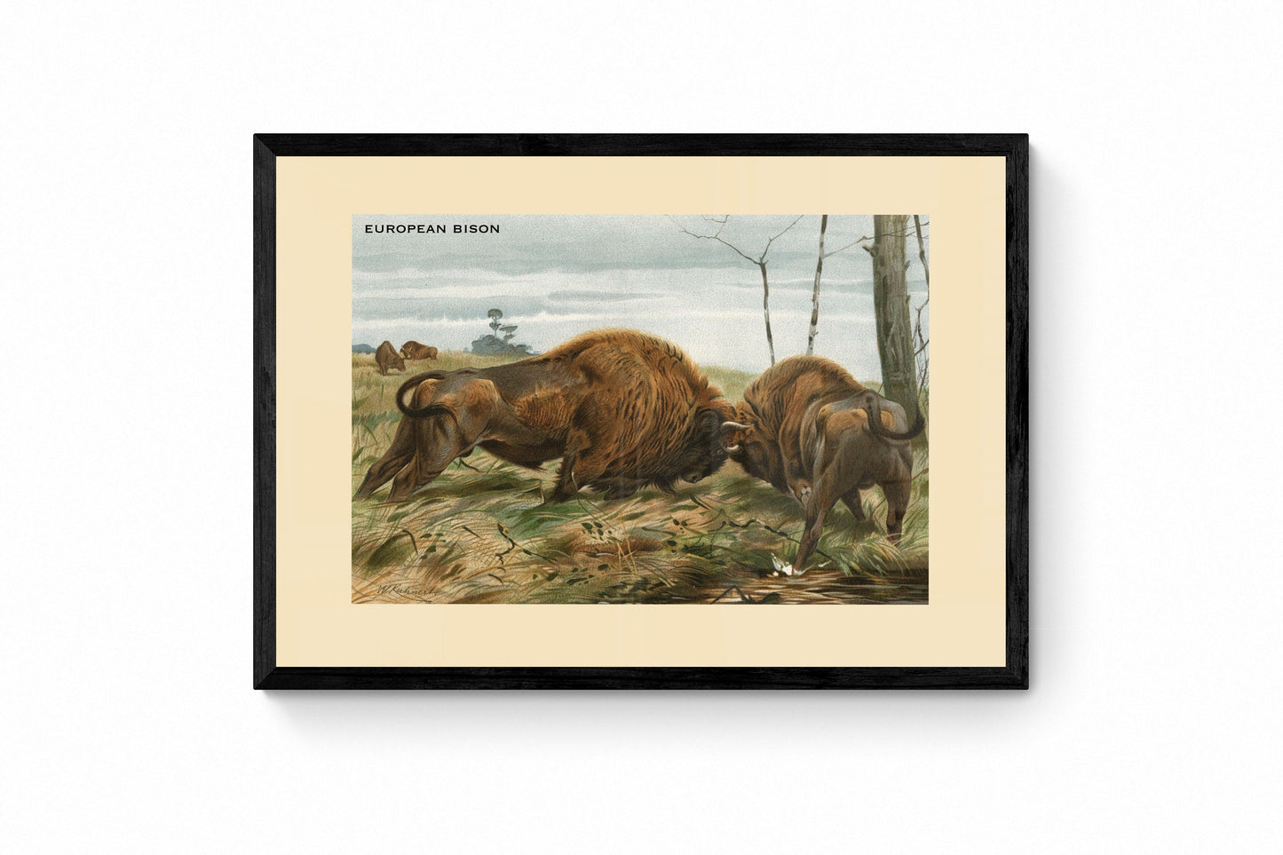 European Bison Print