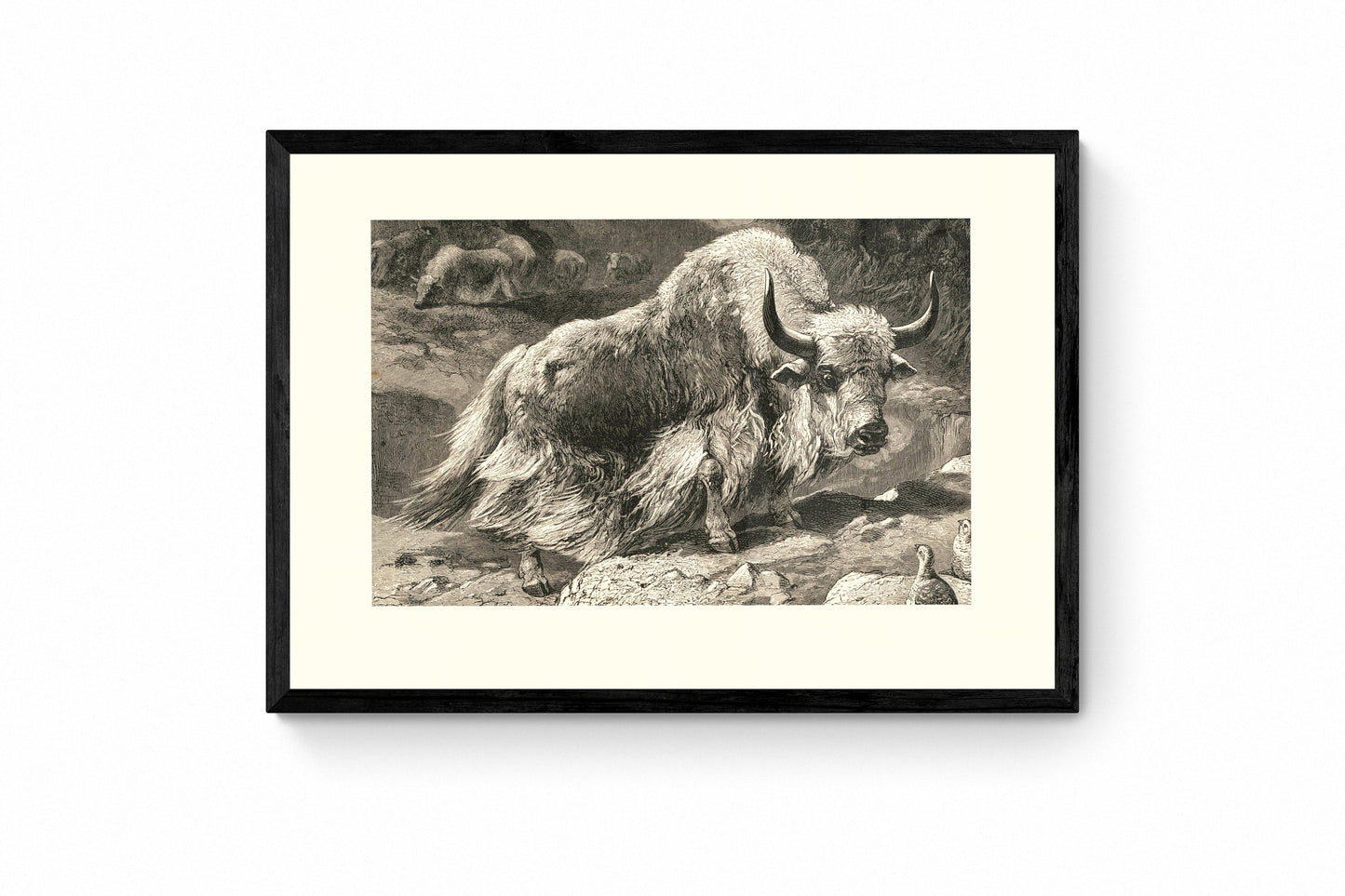 Domestic Yak Print