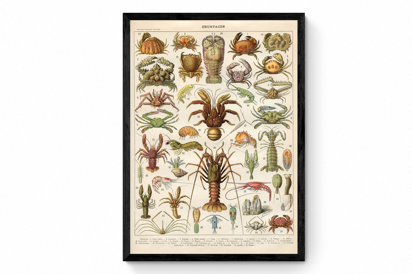 Crustaceans Print