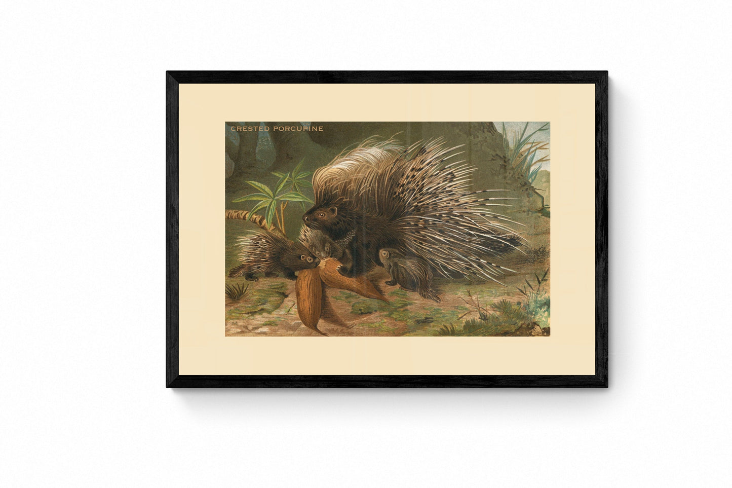 Crested Porcupine Print