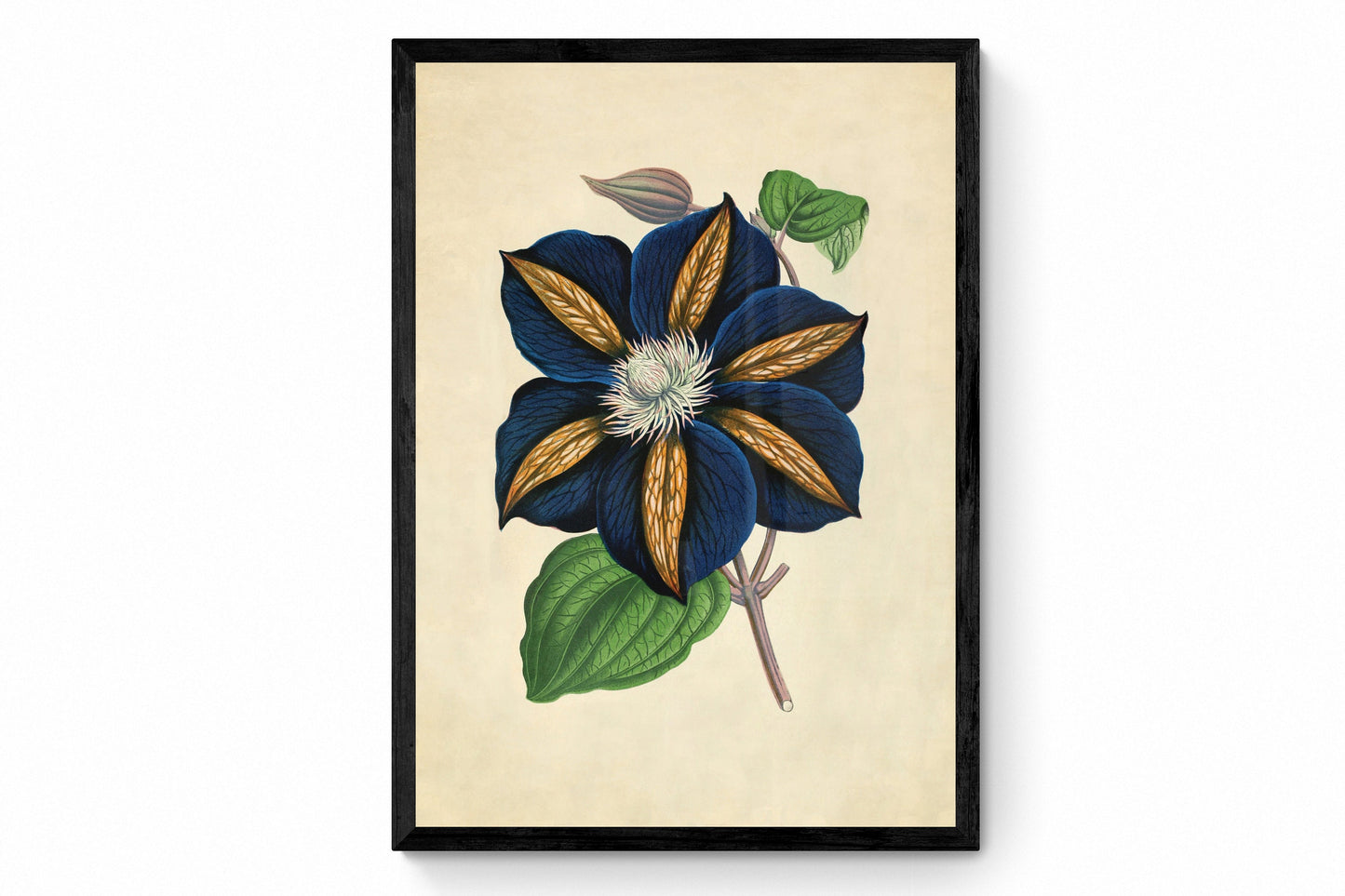 Clematis - Star of India Print