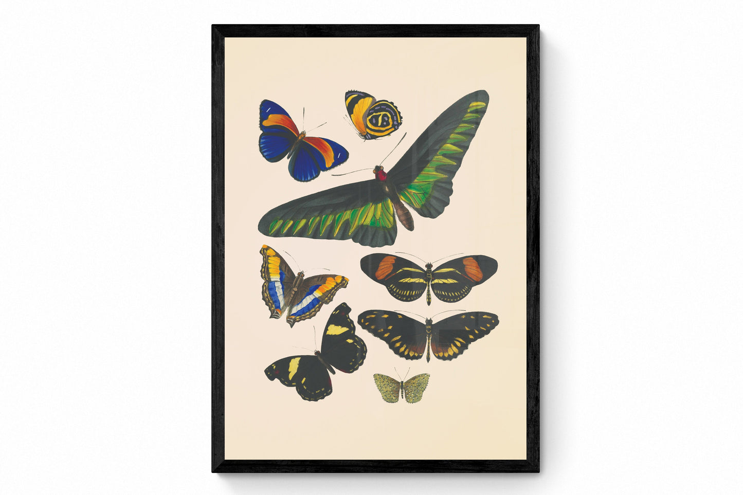 Butterfly Print