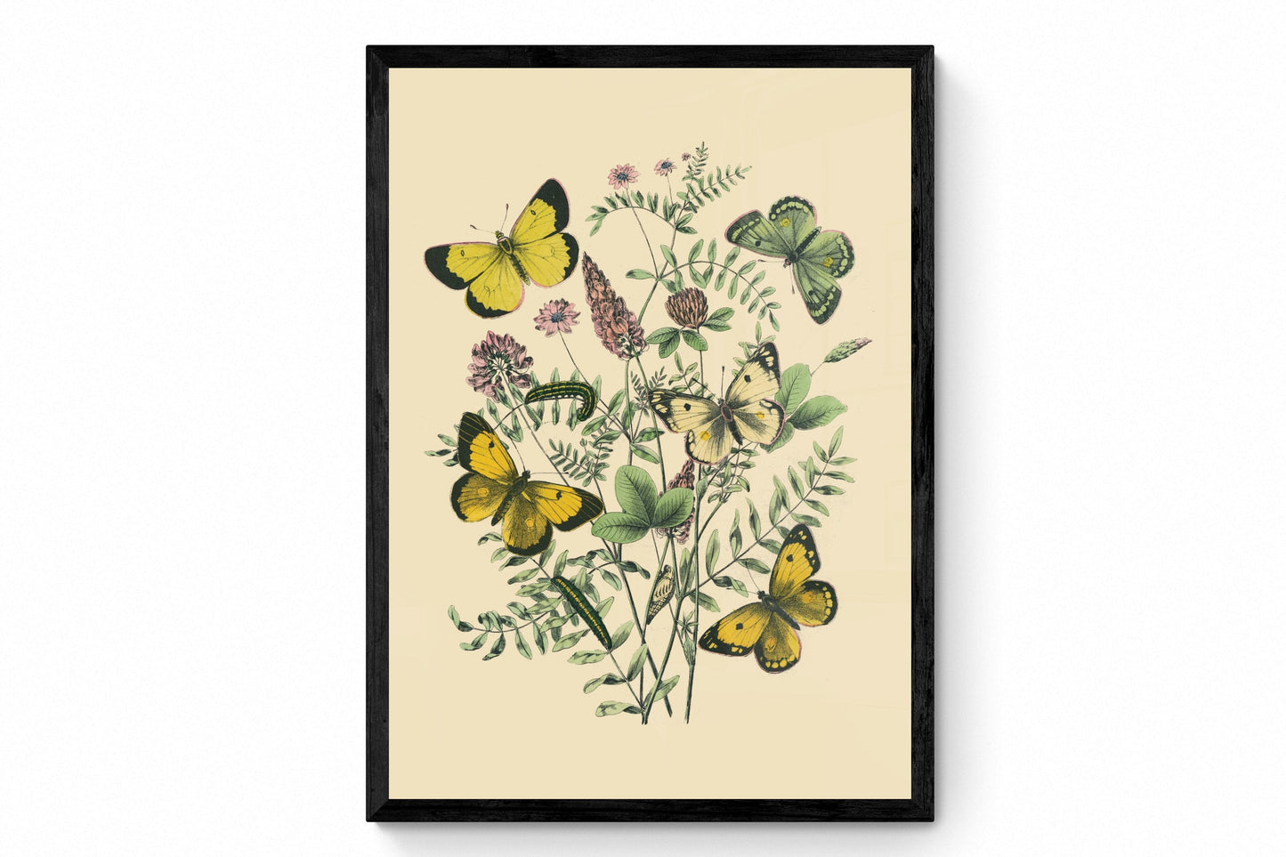 Entomology Print