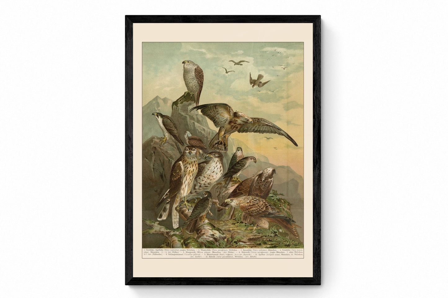 Birds of Prey of Germany Print